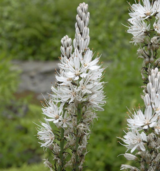 Nahaufnahme einer Asphodelus-Pflanze mit weißen Blütenständen