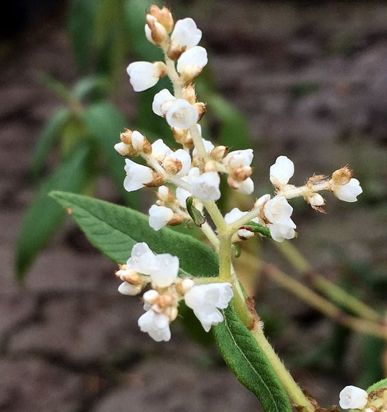 Nahaufnahme von Knöterichblüten und -blättern