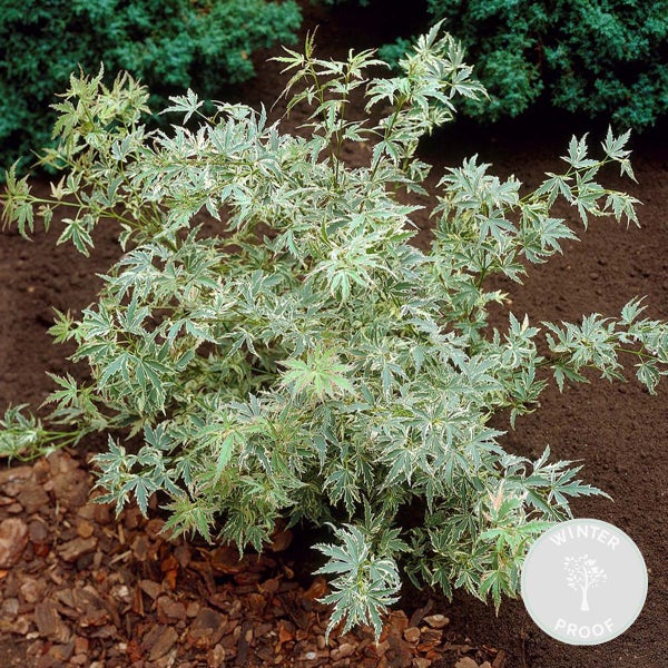 Bloomique - Acer Palmatum Butterfly - Japanischer Ahorn - Buntes Laub - Gartenpflanzen - Winterhart - 20-30 cm Hoch - Topf 10,5 cm