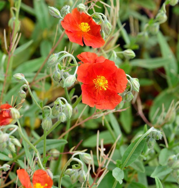 Sonnenröschen mit roten Blüten und grünen Blättern
