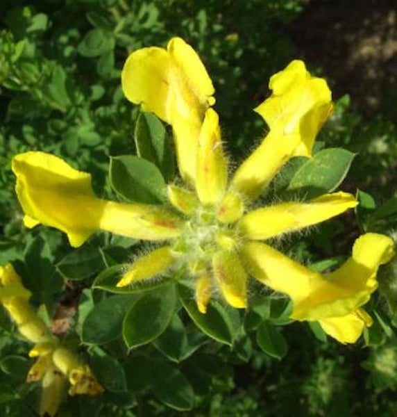 Gelbe Kronwicke blüht im Garten