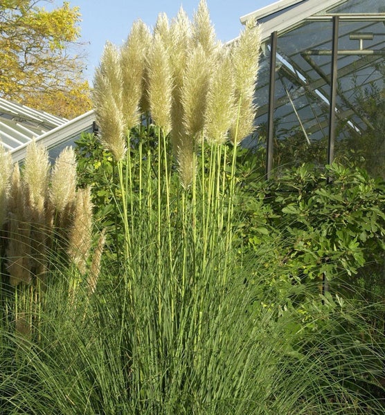 Pampasgras im Garten
