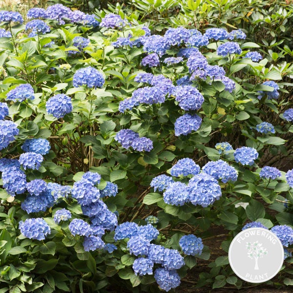 Hydrangea macrophylla 'Early Blue' - Bauernhortensie - Strauch - Winterhart - ⌀14 cm - 30-40 cm
