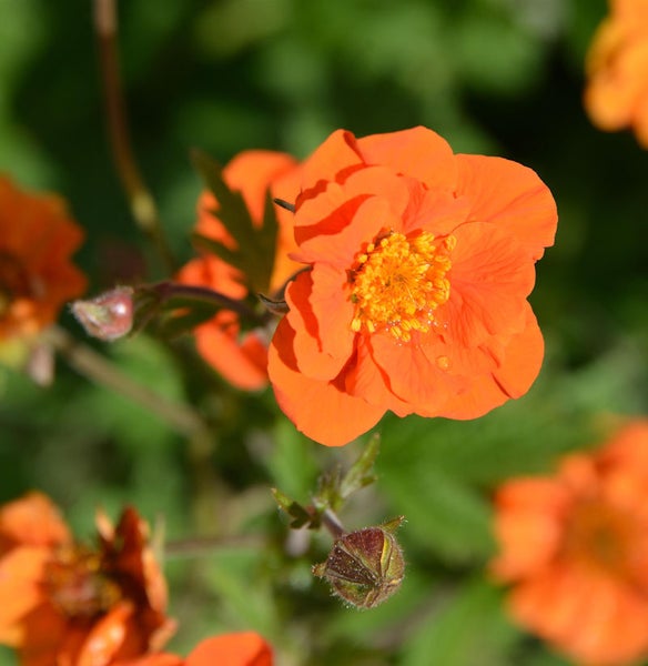 Nahaufnahme einer orangefarbenen Nelkenwurzblüte im Garten