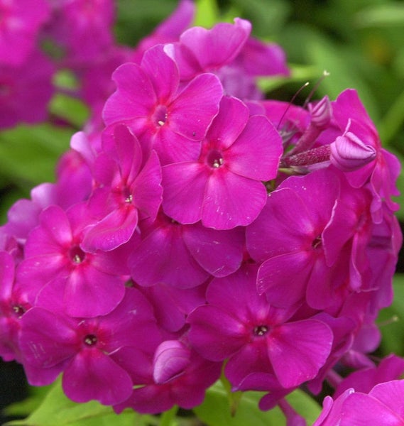 Nahaufnahme von Phloxblüten