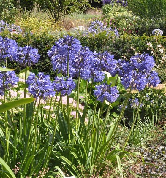 Afrikanische Schmucklilien im Gartenbeet