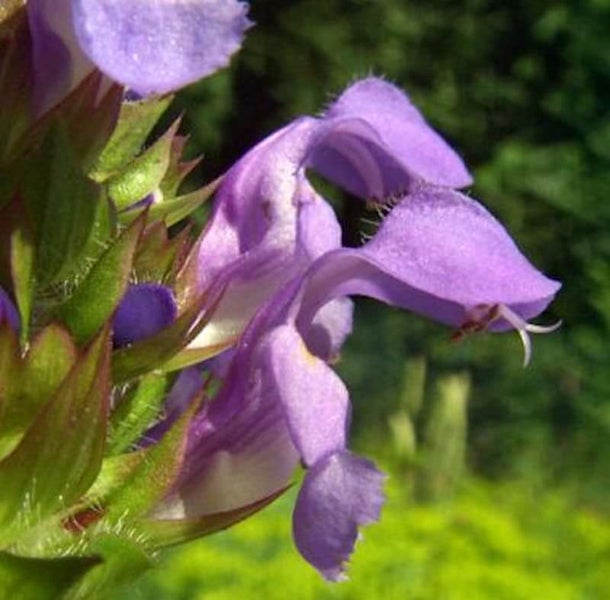 Nahaufnahme einer blühenden Gewöhnlichen Braunelle