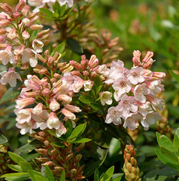 Blütenstand der Scheinbeere mit rosa Blüten
