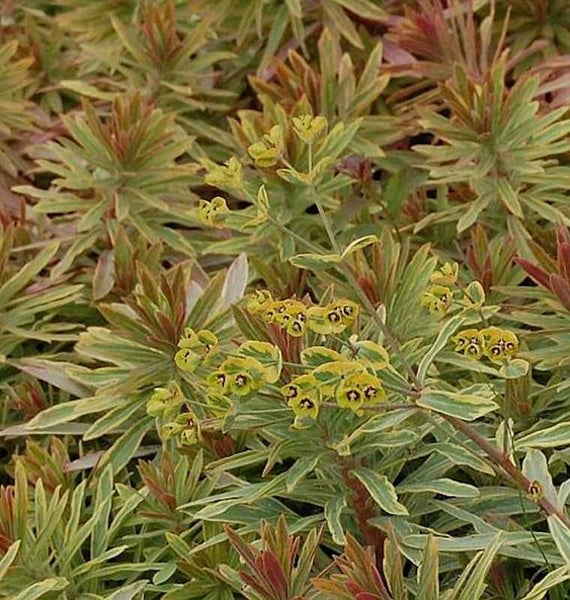 Aufnahme einer Wolfsmilch Pflanze