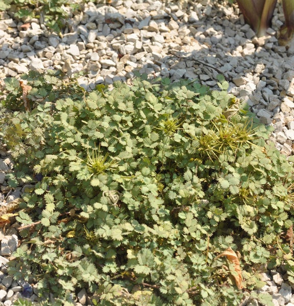Stachel-Nüsschen Pflanze im Gartenbeet