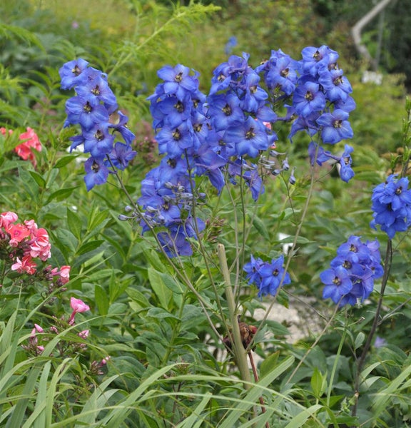 Rittersporn im Gartenbeet