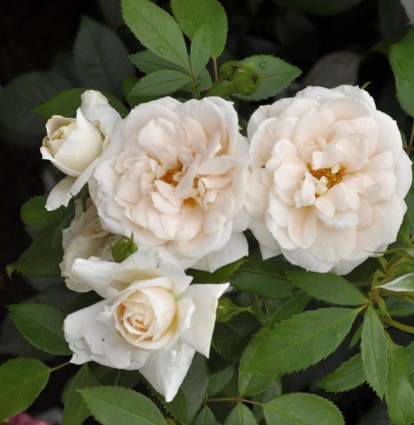 Nahaufnahme von Rosenblüten mit grünen Blättern
