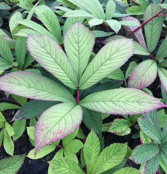 Nahaufnahme einer Strauch-Pfingstrose mit grünen Blättern und roten Stielen