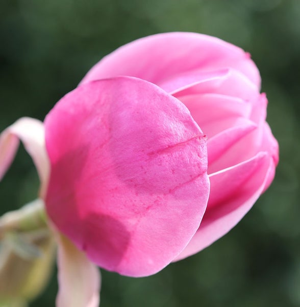 Nahaufnahme einer rosa Magnolienblüte