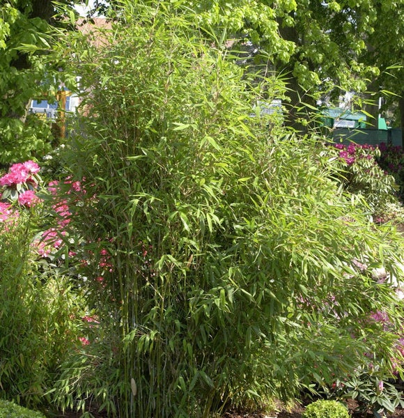 Bambus im Garten