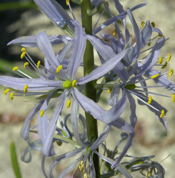 Nahaufnahme einer blühenden Prärielilie