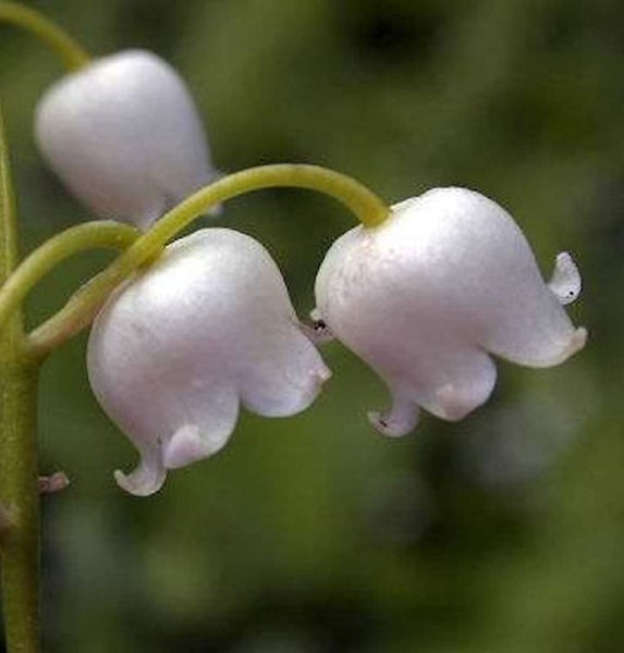 Nahaufnahme von Maiglöckchenblüten