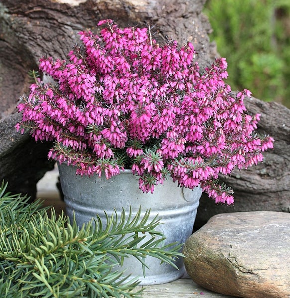 Besenheide in einem Metalleimer, Dekoration für den Garten