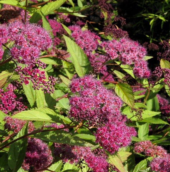 Nahaufnahme einer Spiraea-Pflanze mit Blüten und Blättern