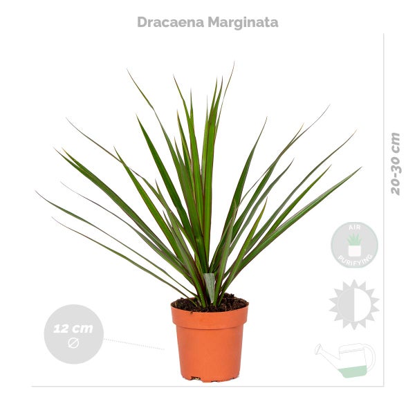 Bloomique - 4er-Mix - Luftreinigende Pflanzen - Dracaena - Dypsis - Chamaedorea - Chlorophytum - Zimmerpflanzen - Höhe 20-40 cm - Topf 12 cm