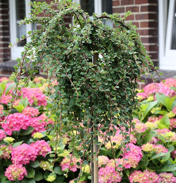 Zwergmispel Baum im Garten