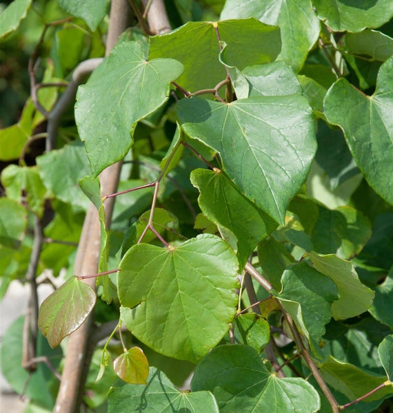 Nahaufnahme eines Judasbaums mit grünen Blättern