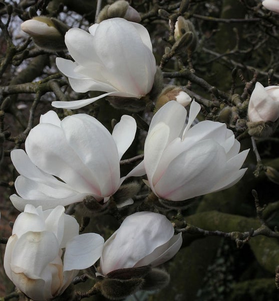 Nahaufnahme von weißen Magnolienblüten an einem Baum