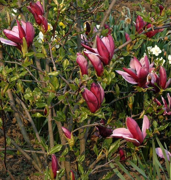 Magnolienbaum mit Blüten