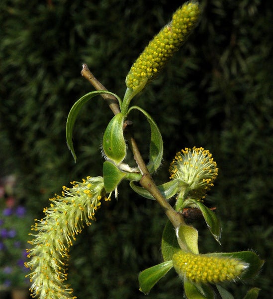 Nahaufnahme eines blühenden Weidenkätzchenzweigs.