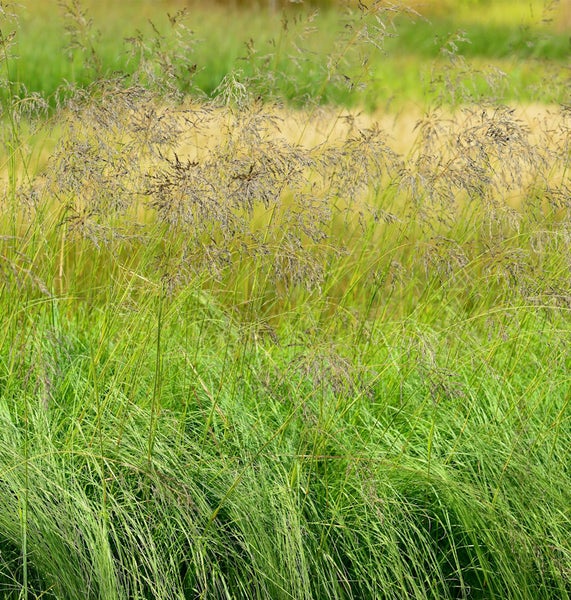 Detailaufnahme von Pfeifengras im Garten