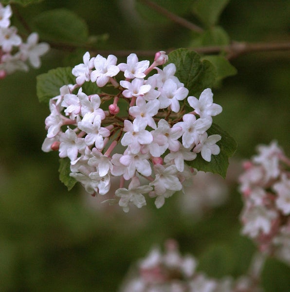 Blütenstand einer Viburnum opulus Pflanze