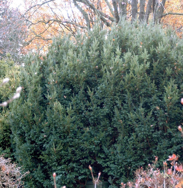 Im Bild ist eine dichte Eibenhecke im Garten zu sehen.