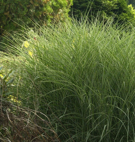 Chinaschilf im Garten