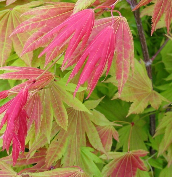 Nahaufnahme von Ahornbaumblättern