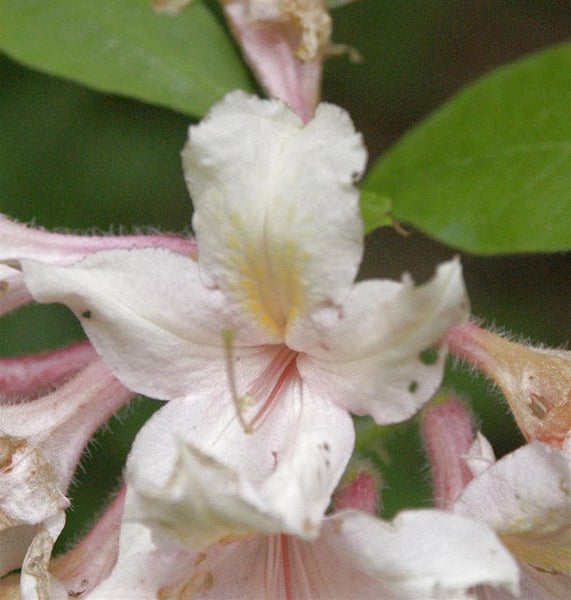 Nahaufnahme einer Azaleenblüte