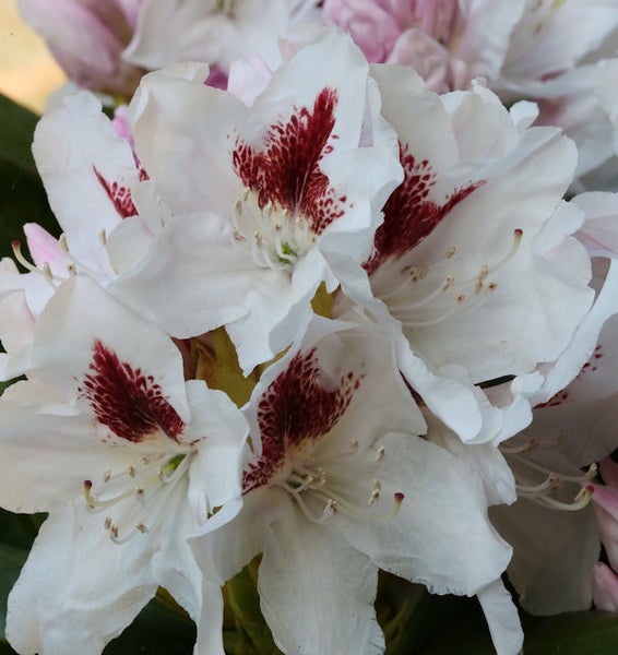 Nahaufnahme von Rhododendronblüten mit Muster