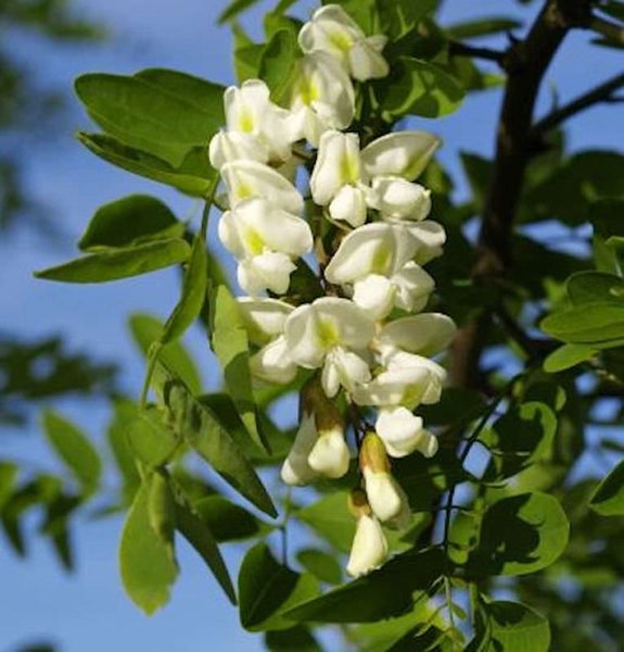 Blütenstand einer Robinie mit weißen Blüten und grünen Blättern