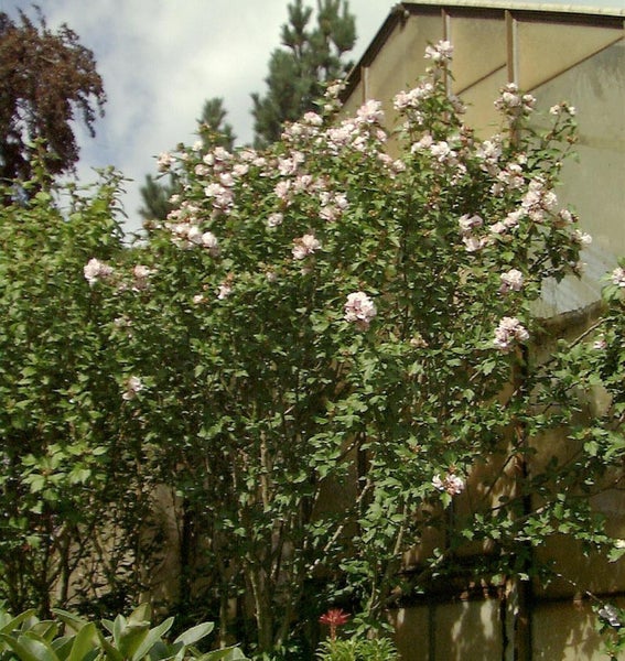 Blühender Hibiskusstrauch im Garten