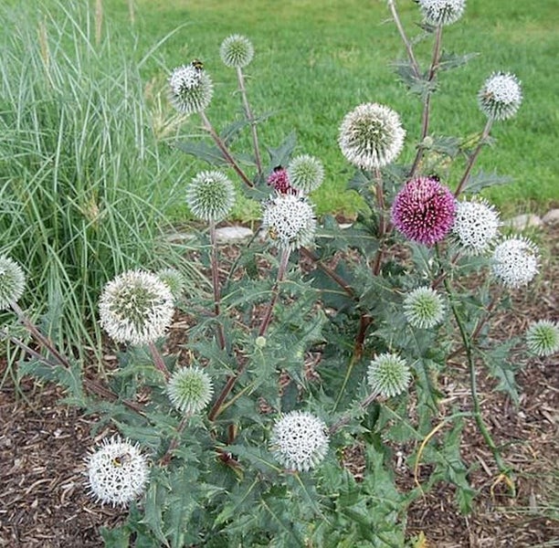 Kugeldistel im Gartenbeet
