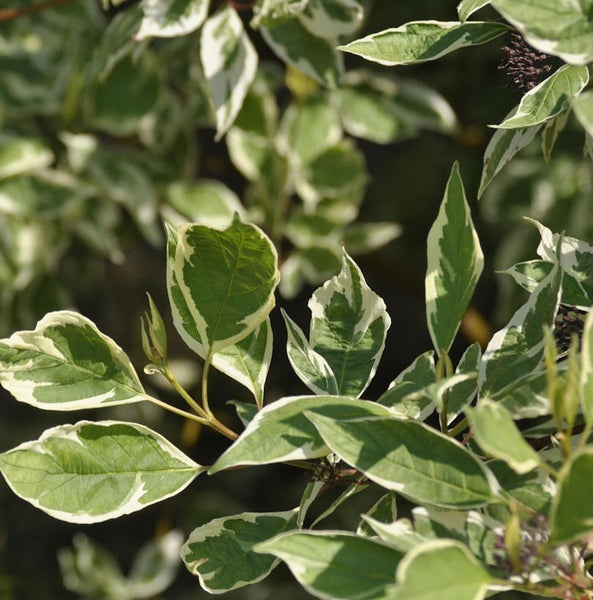 Dekorativer Hartriegel mit grün-weißen Blättern im Detail