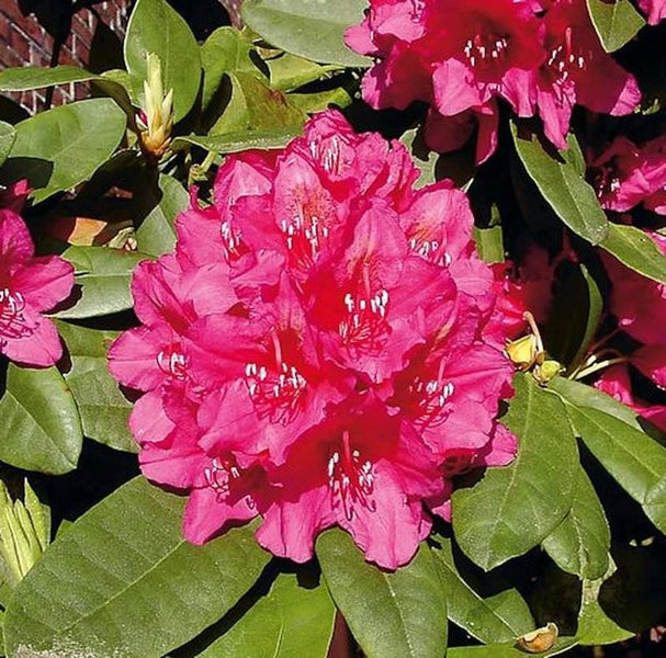 Nahaufnahme einer rosa blühenden Rhododendronpflanze mit grünen Blättern.