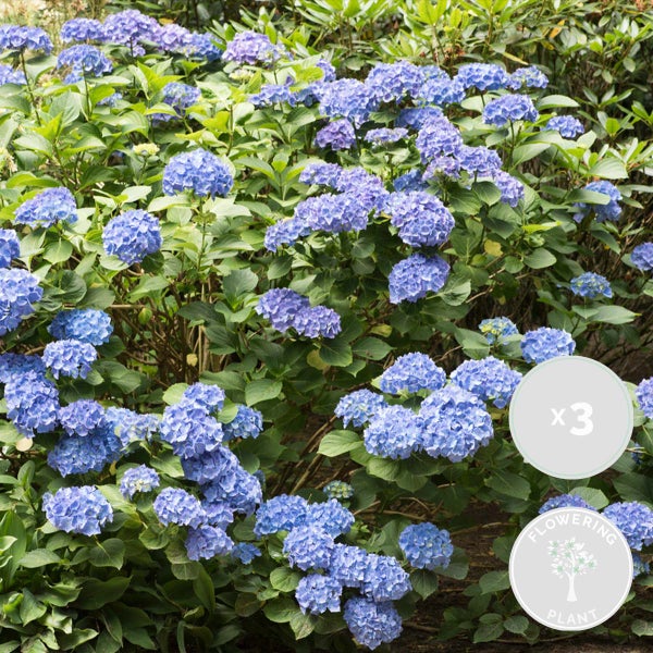 3x Hydrangea Macrophylla 'Early Blue' - Hortensie - Strauch - Winterherz – ⌀14 cm - ↕30-40 cm