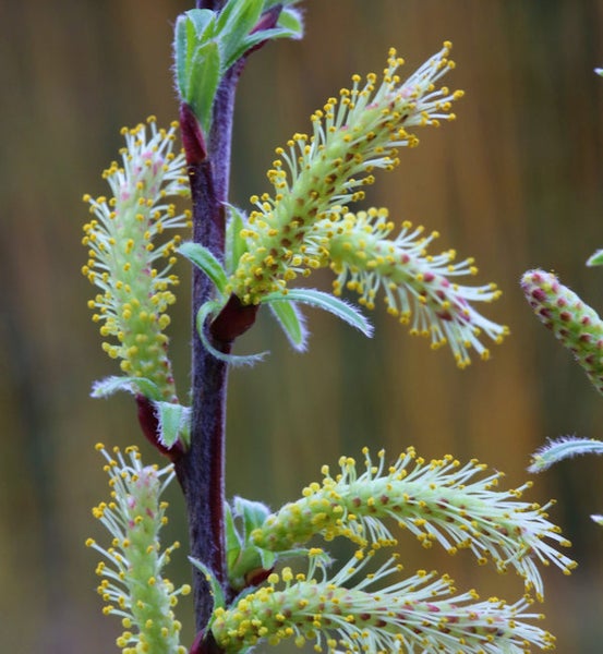 Nahaufnahme von blühenden Kätzchenweidenzweigen