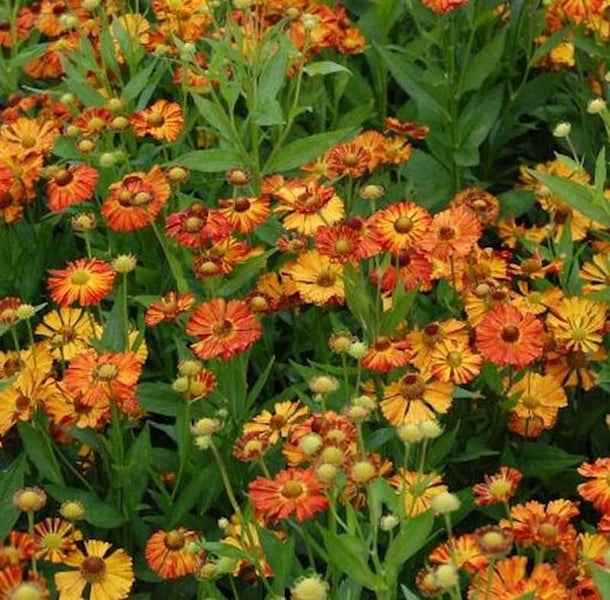 Blütenmeer mit Sonnenbrautblumen im Garten