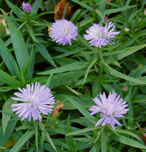 Herbstaster mit grünen Blättern im Garten