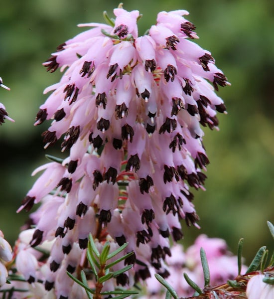 Nahaufnahme von blühenden Schneeheide Pflanzen
