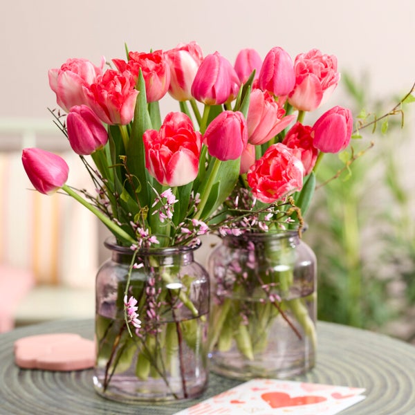 Bloomique - Mischung aus 20 - Tulipa - Tulpenzwiebeln - Rosa - Blumenzwiebeln - Frühlingsblüher - Mehrjährige Pflanzen - Wird bis zu 45-55 cm groß