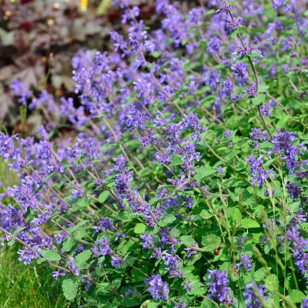 Nahaufnahme einer blühenden Katzenminze im Garten.