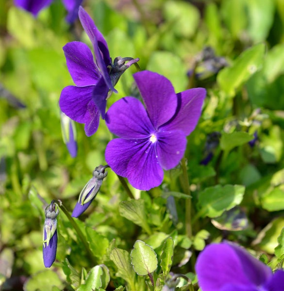 Nahaufnahme von Veilchen im Gartenbeet