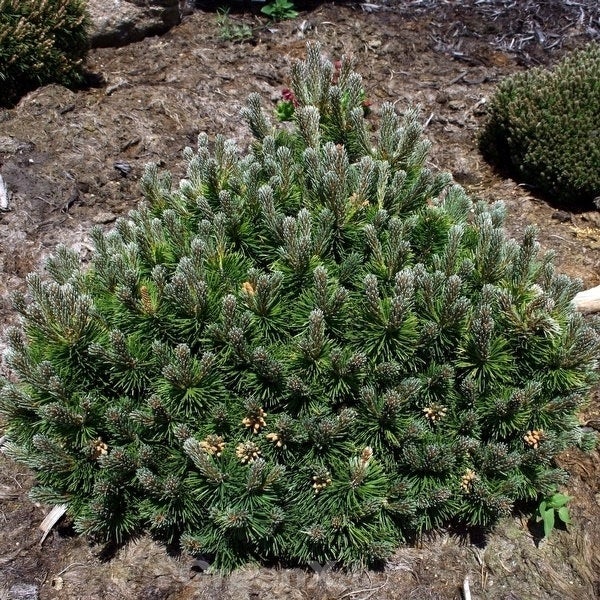 Zwergkiefer im Garten